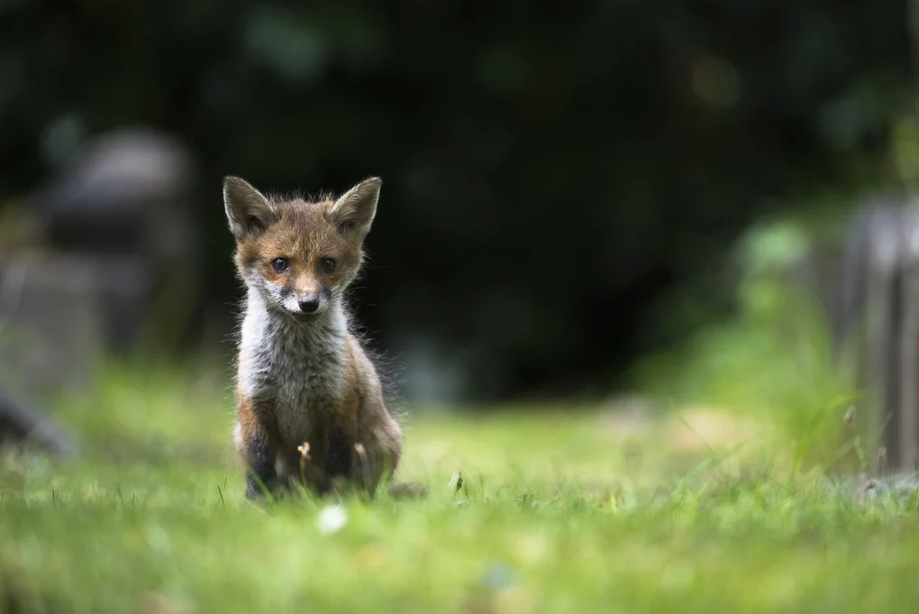 Cemetery fox-9.jpg
