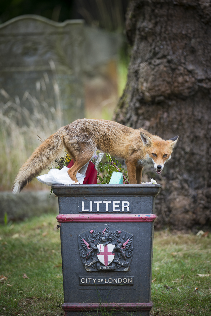 Cemetery fox-5.jpg