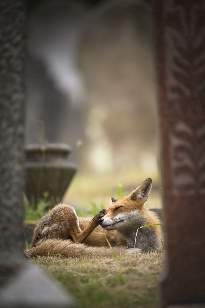 Cemetery fox-4.jpg