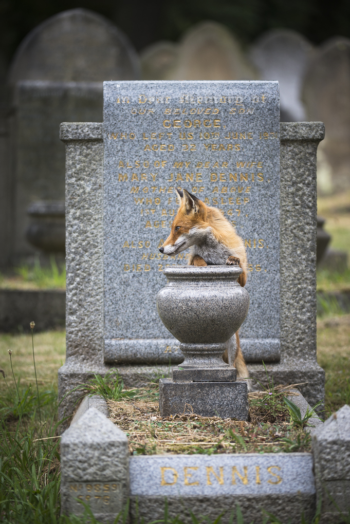 Cemetery fox-2.jpg