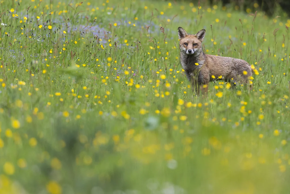 fox.jpg