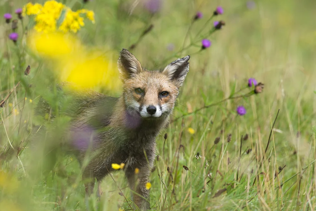 fox-2.jpg