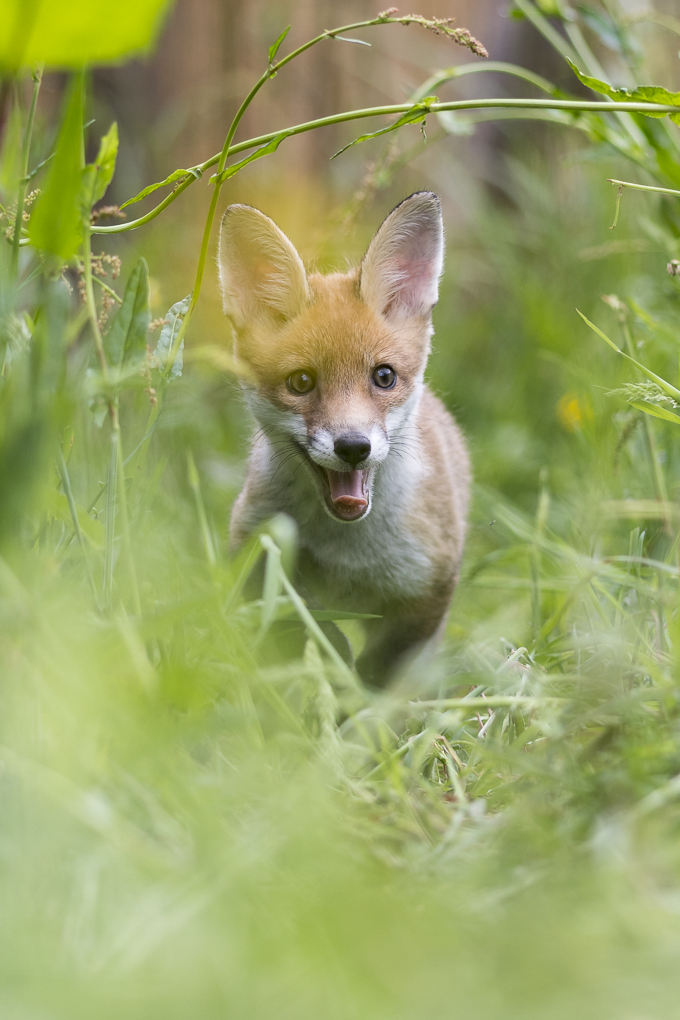 fox-8.jpg