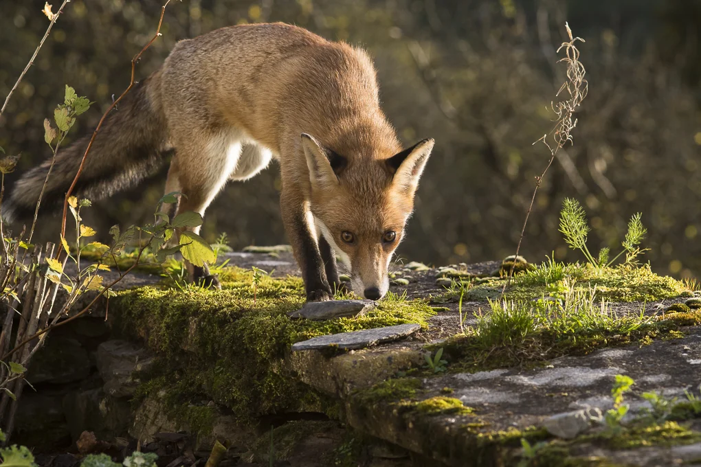 fox-13.jpg