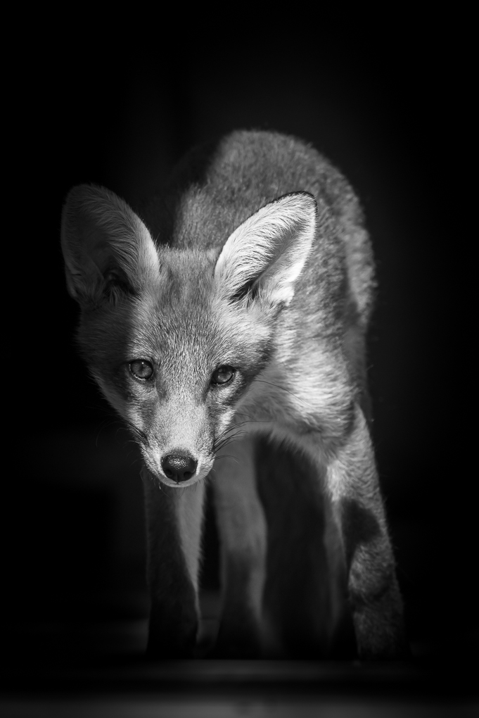 B-W fox-3.jpg