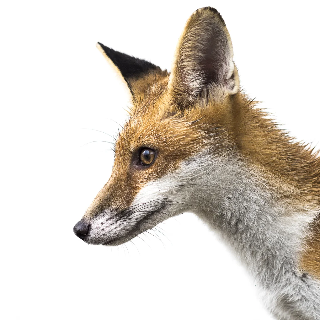 fox on white.jpg