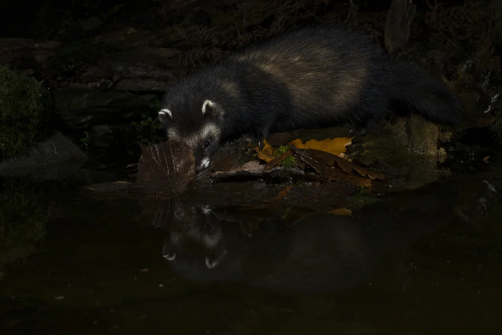 European polecat-6.jpg