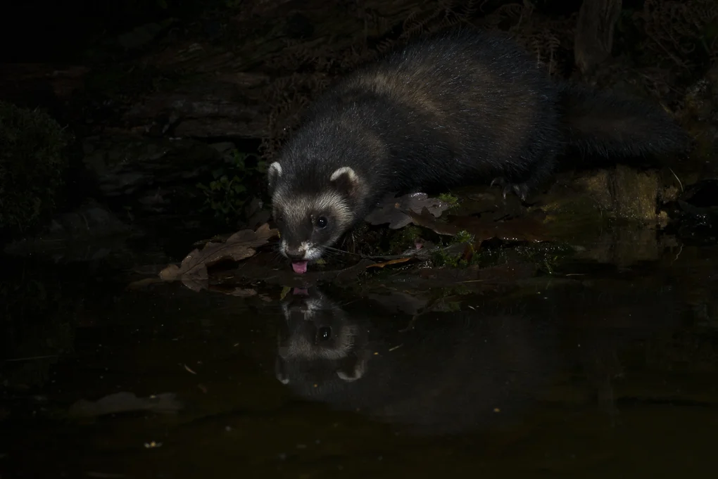 European polecat-7.jpg