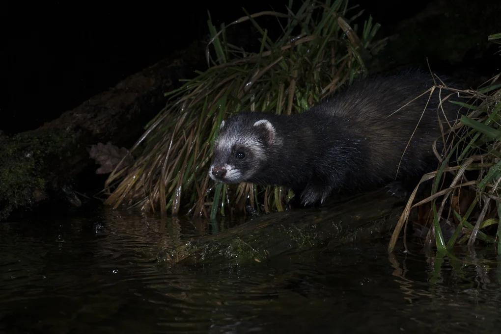 European polecat-8.jpg