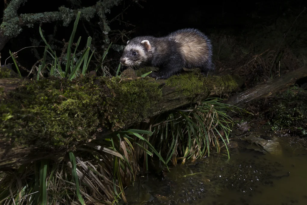 European polecat-9.jpg