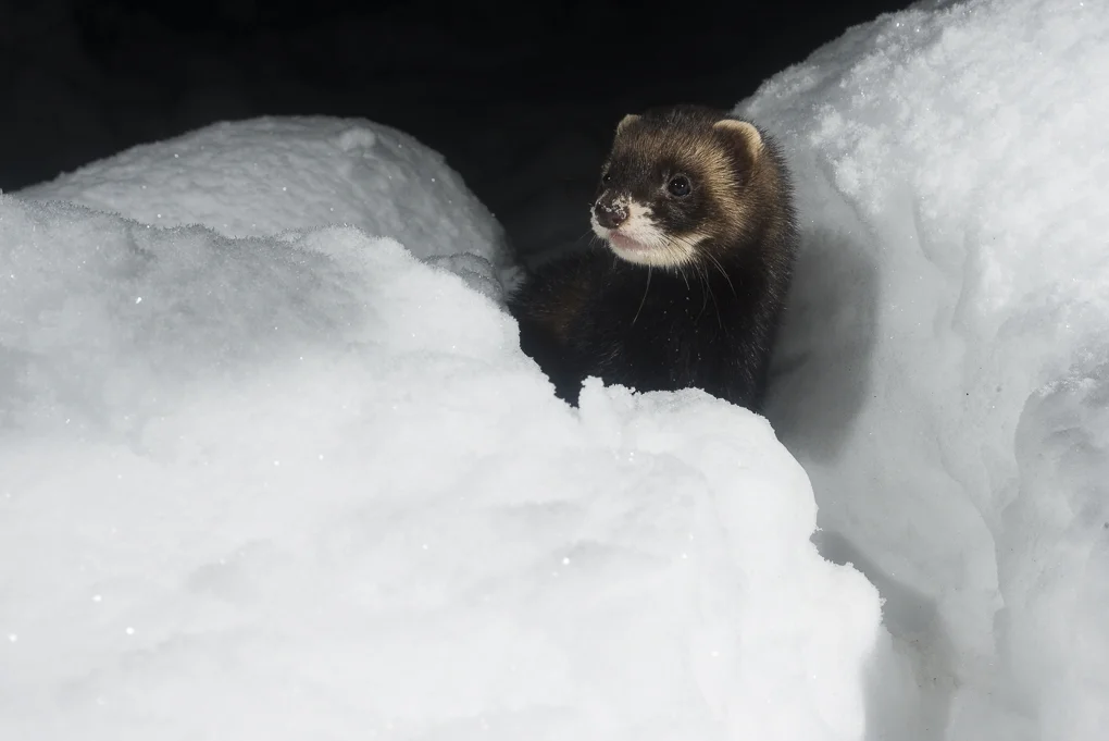 Polecat-4.jpg