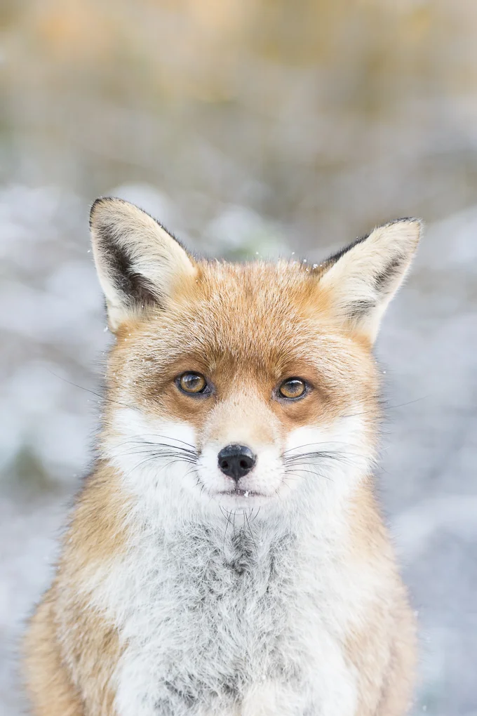 Polecat-5.jpg