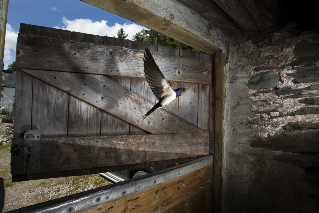 Barn swallow-4.jpg