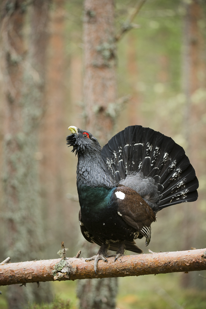 Capercaillie.jpg