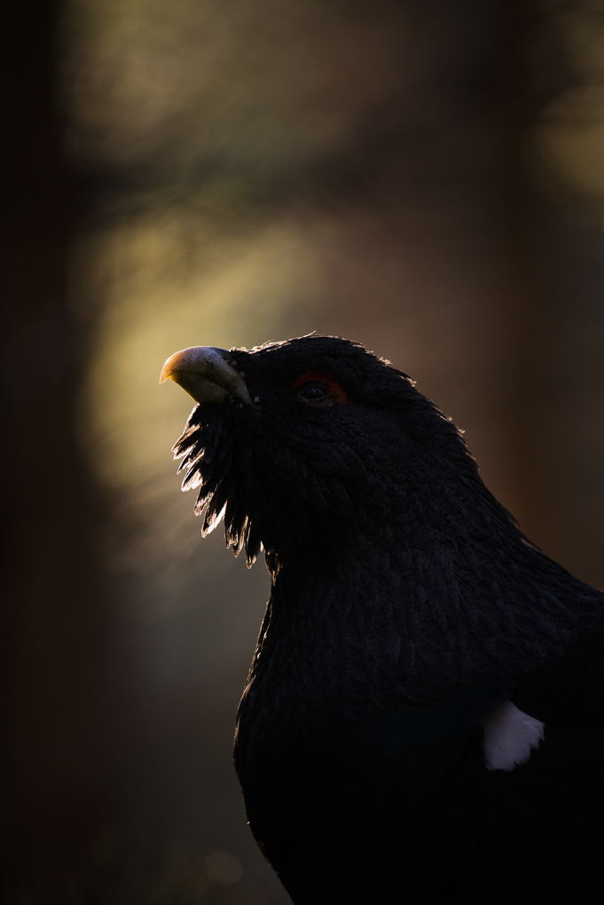 Capercaillie-3.jpg