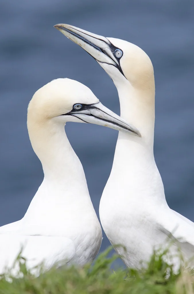 Gannet.jpg