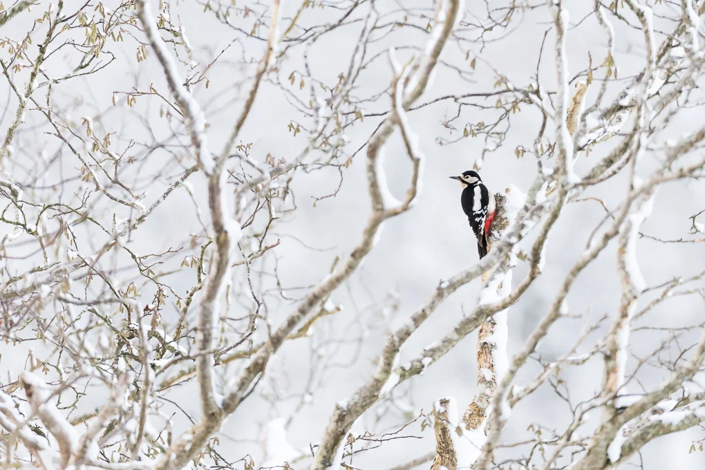 Greater spotted woodpecker.jpg