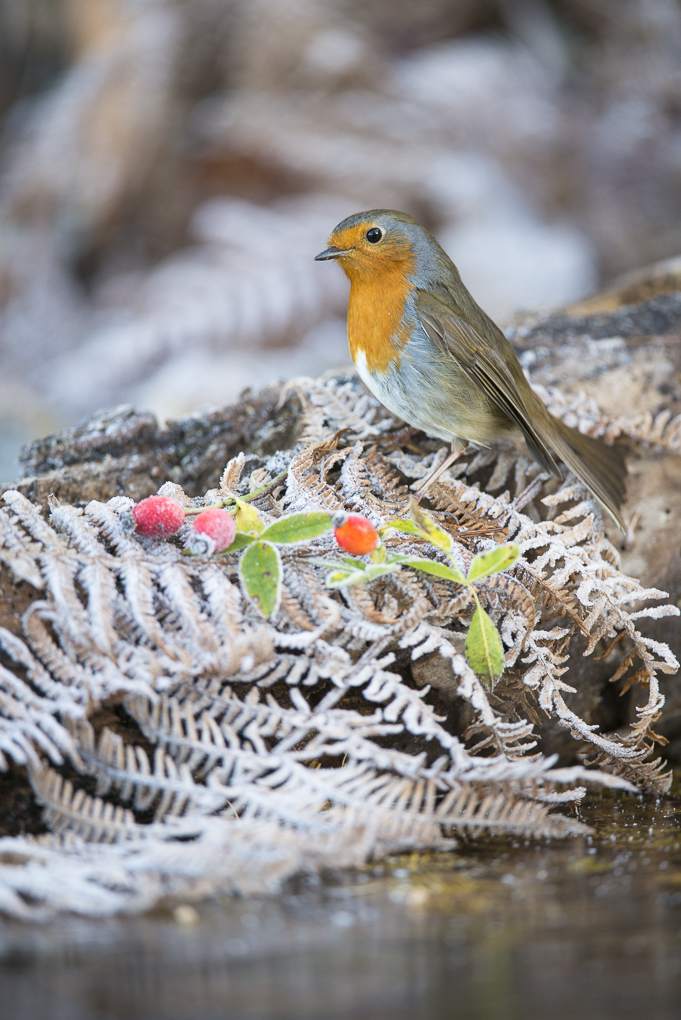 Christmas Robin.jpg