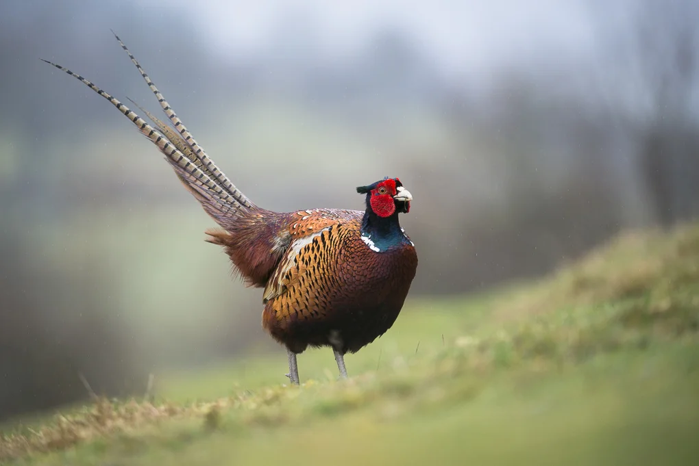 Pheasant.jpg