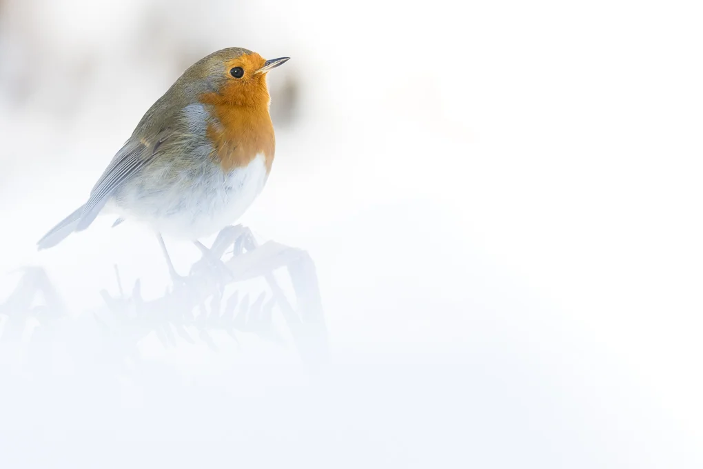 Robin-2.jpg