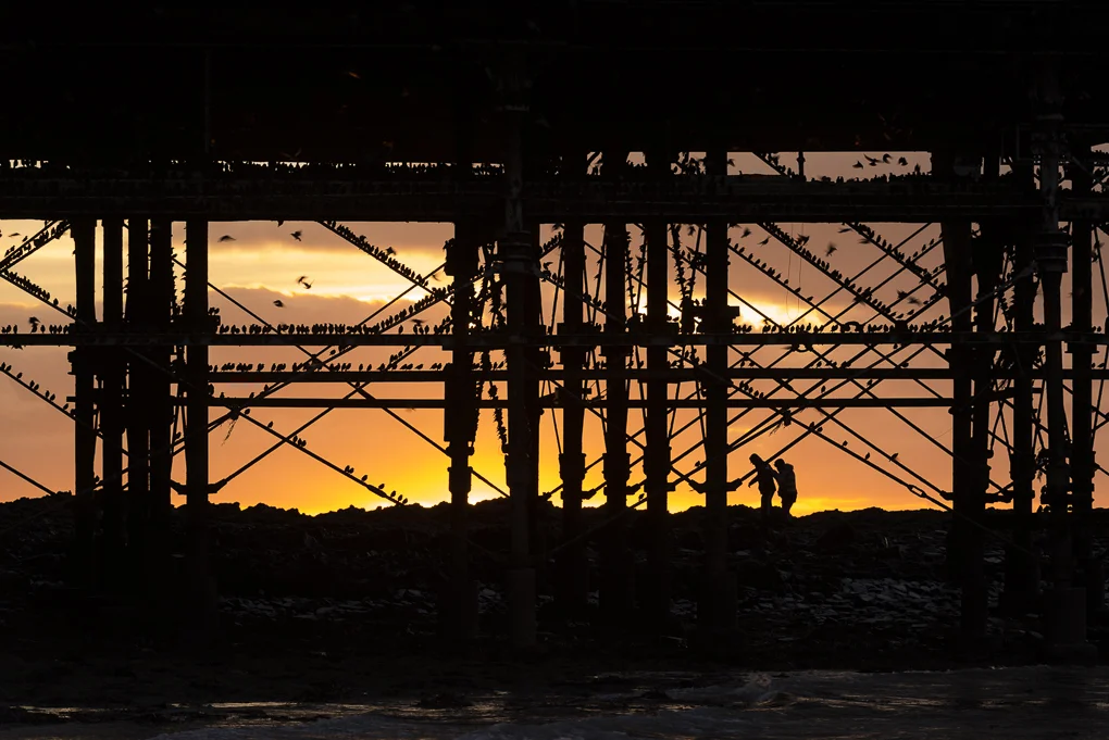 Starling roost.jpg