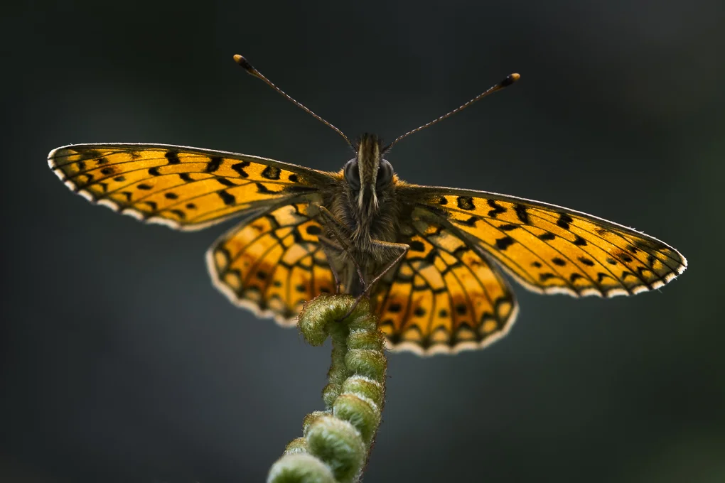 Pearlbordered fritillary.jpg
