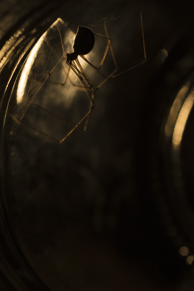 Cellar spider.jpg