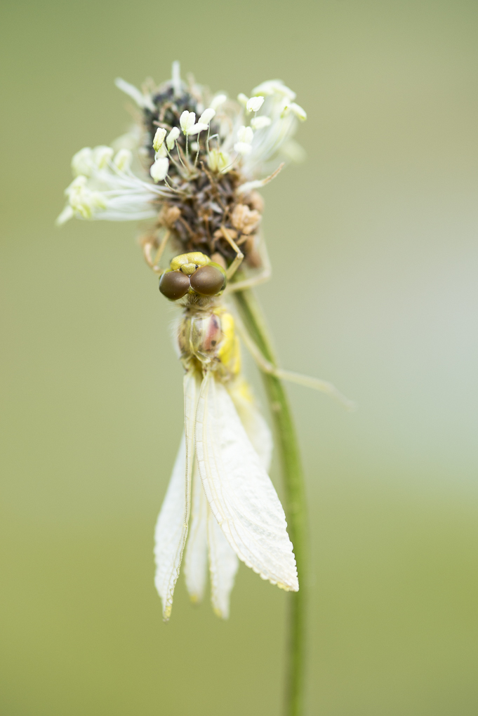 Common darter.jpg