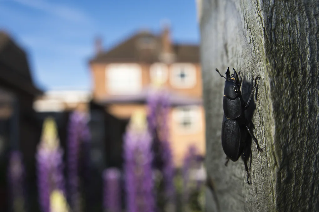 Lesser stag beetle.jpg
