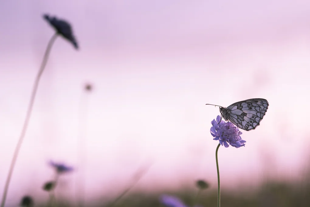 Marbled white.jpg