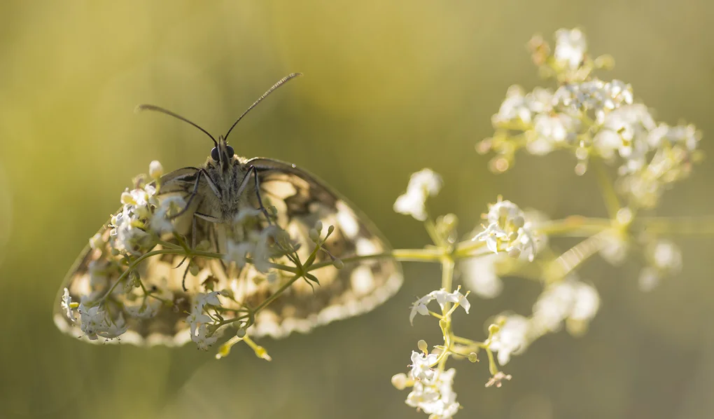 Marbled white-3.jpg