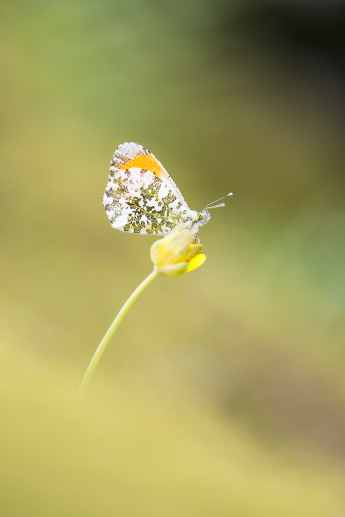 Orange tip.jpg