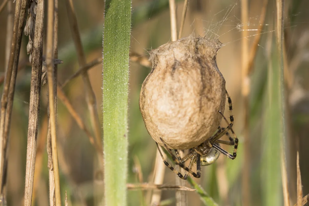 Wasp spider.jpg