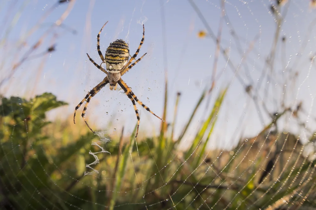 Wasp spide.jpg