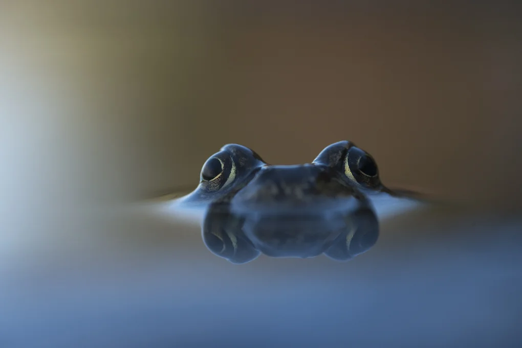 Common frog-2.jpg