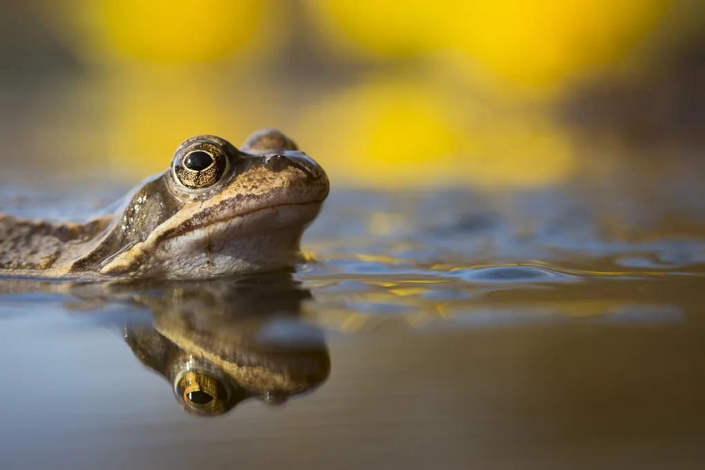 Common frog-3.jpg