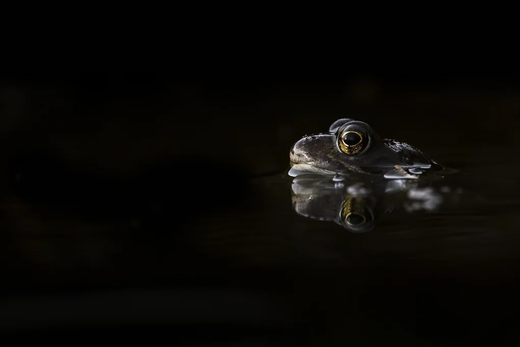 Common frog-6.jpg