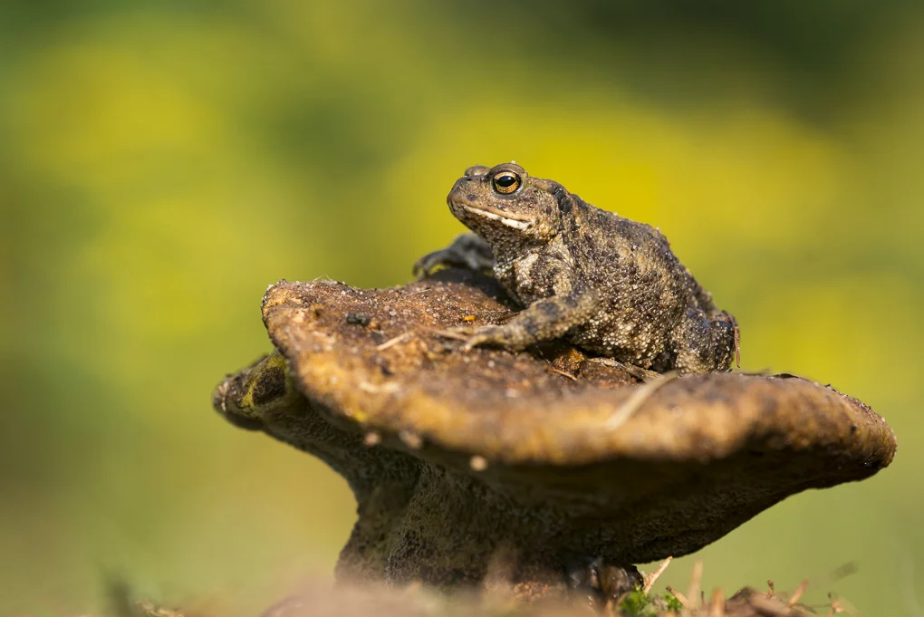 Common toad.jpg