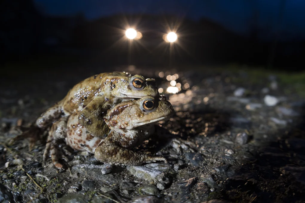 Common toad-3.jpg
