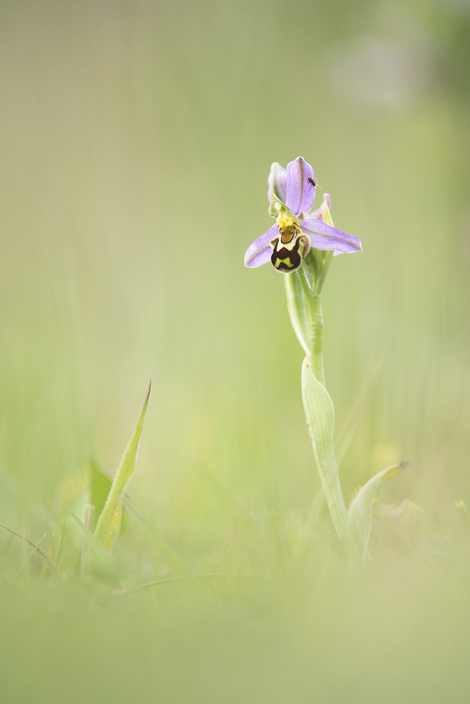 Bee orchid.jpg