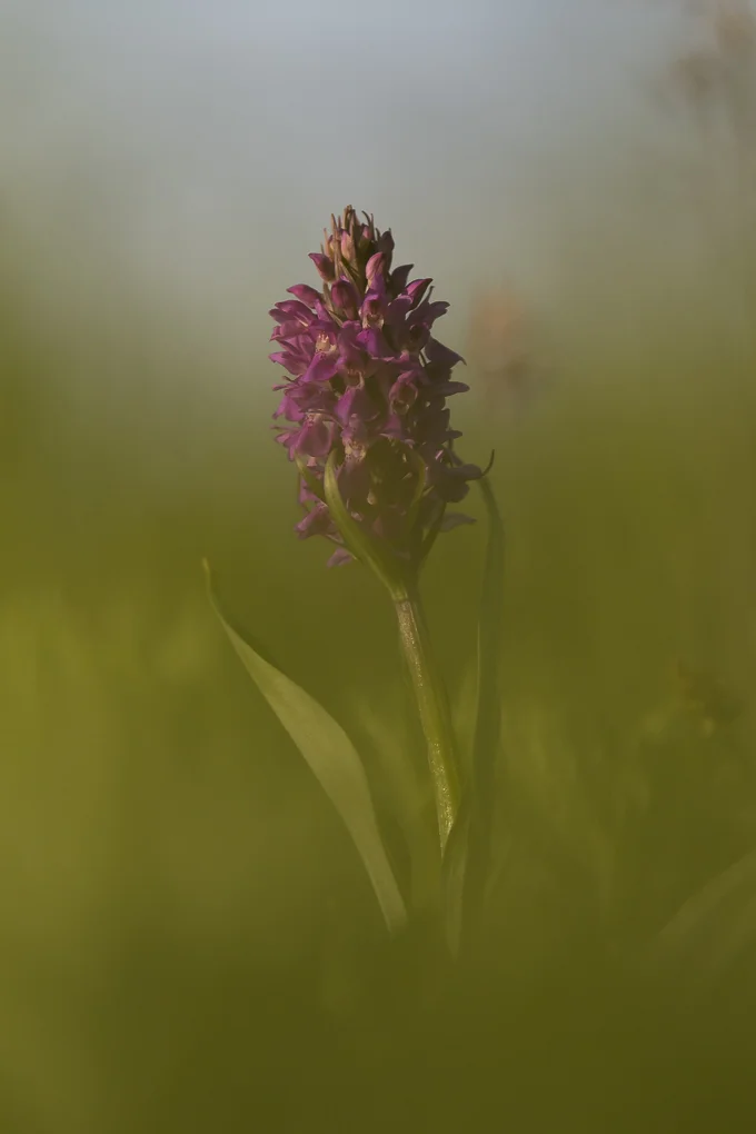 orchid.jpg