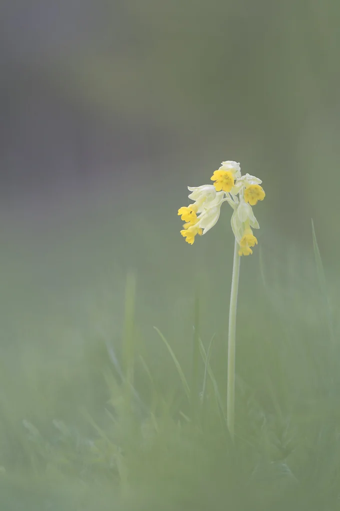 Cowslip.jpg