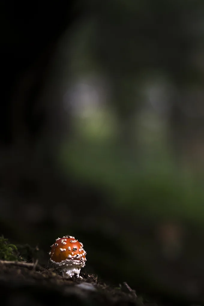 Fly agaric-2.jpg