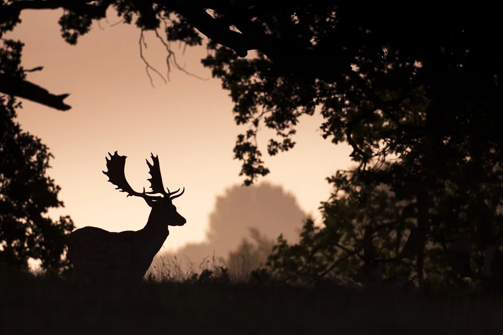 Fallow deer.jpg