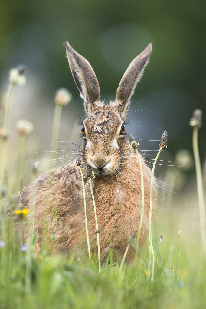 Brown hare-5.jpg