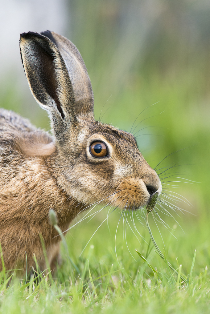 Brown hare-8.jpg