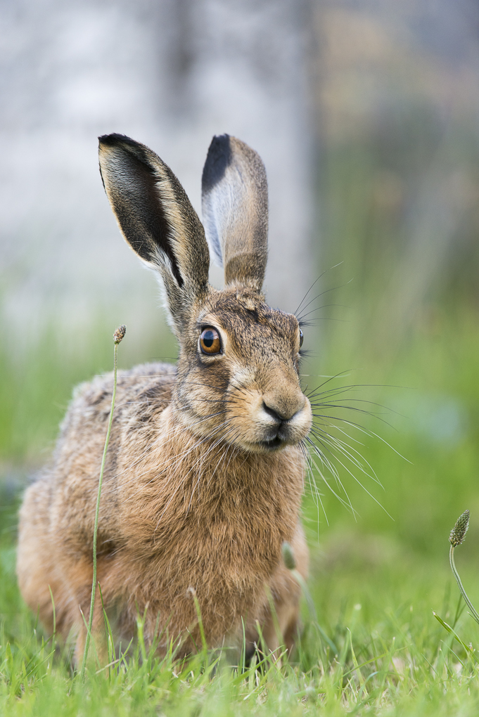 Brown hare-7.jpg