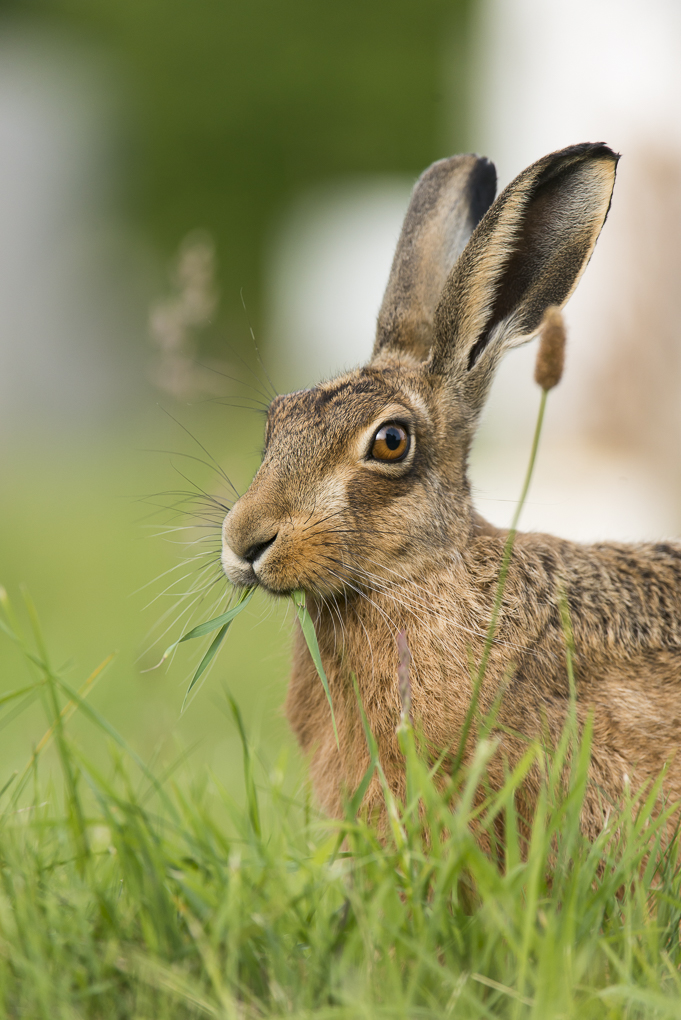 Brown hare-6.jpg