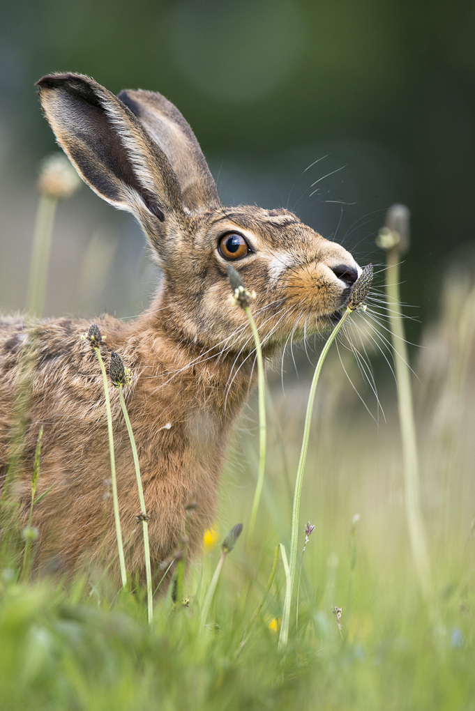 Brown hare-4.jpg