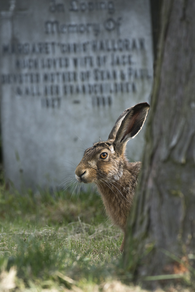 Brown hare-2.jpg